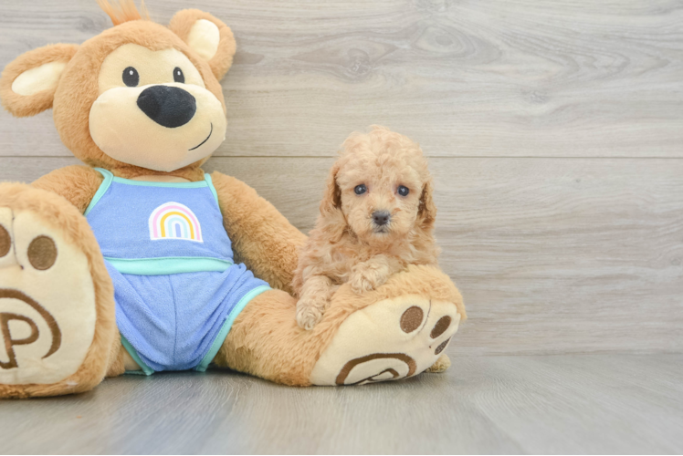 Akc Registered Poodle Purebred Pup