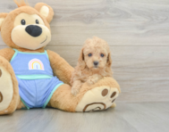 7 week old Poodle Puppy For Sale - Pilesgrove Pups