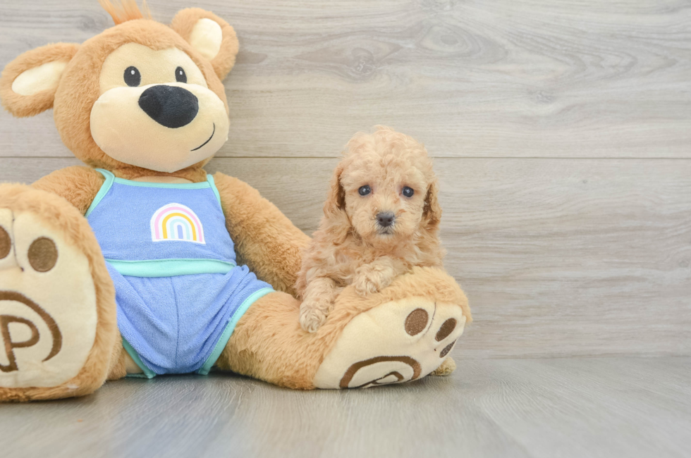 5 week old Poodle Puppy For Sale - Pilesgrove Pups