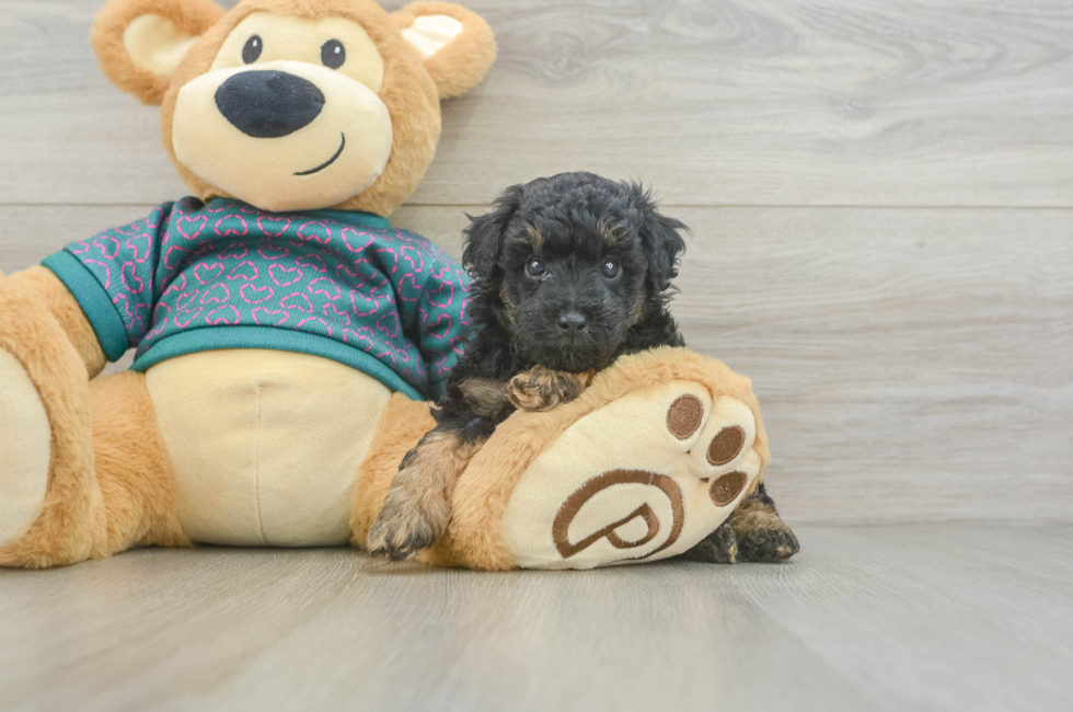 5 week old Poodle Puppy For Sale - Pilesgrove Pups