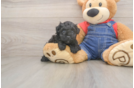 Little Poodle Purebred Pup