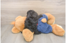Best Poodle Baby