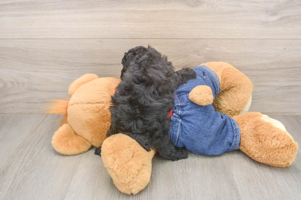 Best Poodle Baby