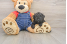 Poodle Puppy for Adoption