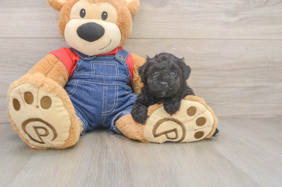 5 week old Poodle Puppy For Sale - Pilesgrove Pups