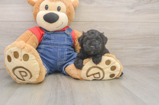 Poodle Puppy for Adoption