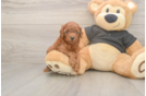 Sweet Pudel Purebred Puppy