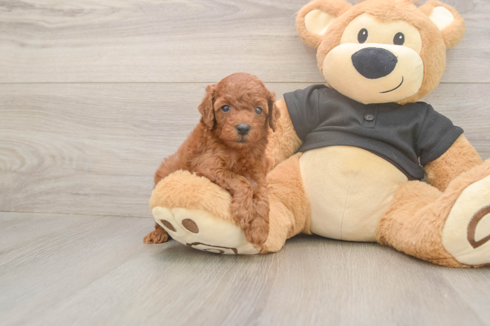Sweet Pudel Purebred Puppy