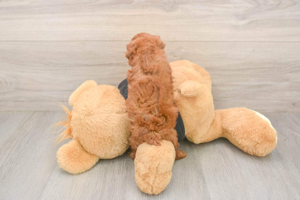 Hypoallergenic Poodle Purebred Pup