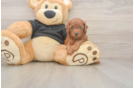 Poodle Puppy for Adoption