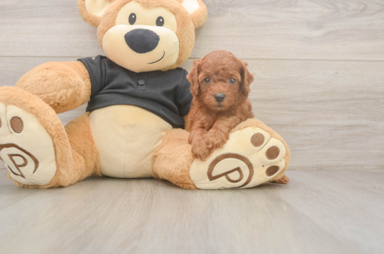 Poodle Puppy for Adoption