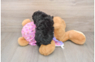 Best Poodle Baby
