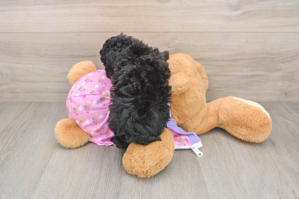 Best Poodle Baby