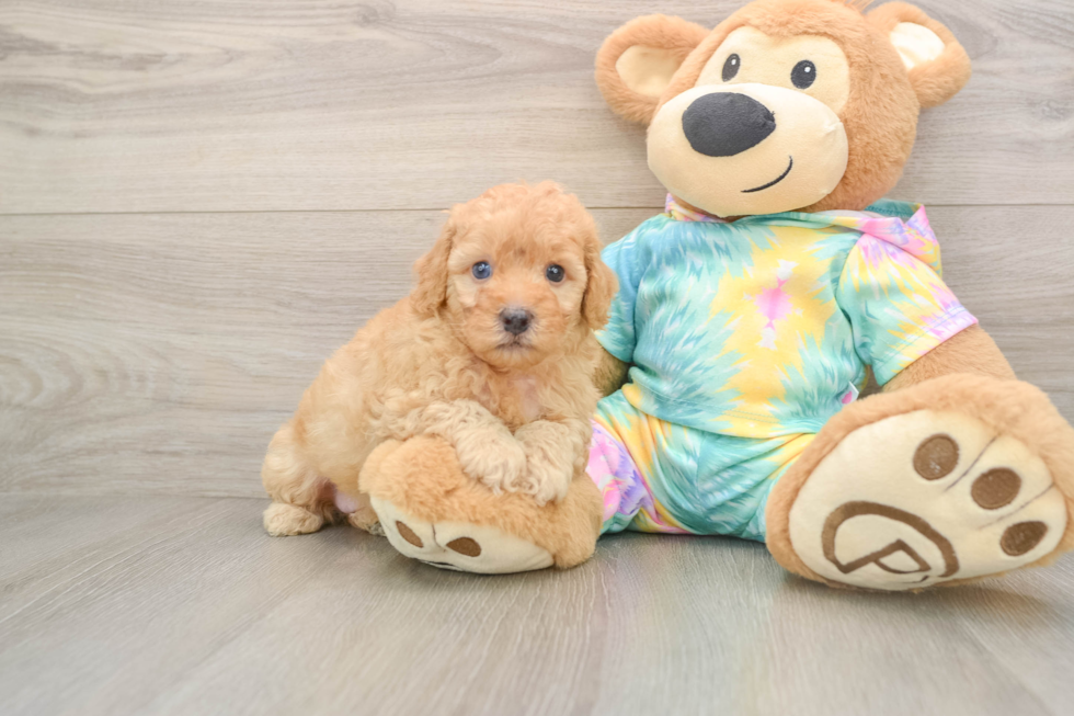 Poodle Puppy for Adoption