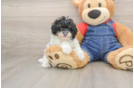 Best Poodle Baby
