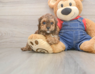 8 week old Poodle Puppy For Sale - Pilesgrove Pups