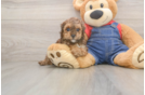Poodle Puppy for Adoption