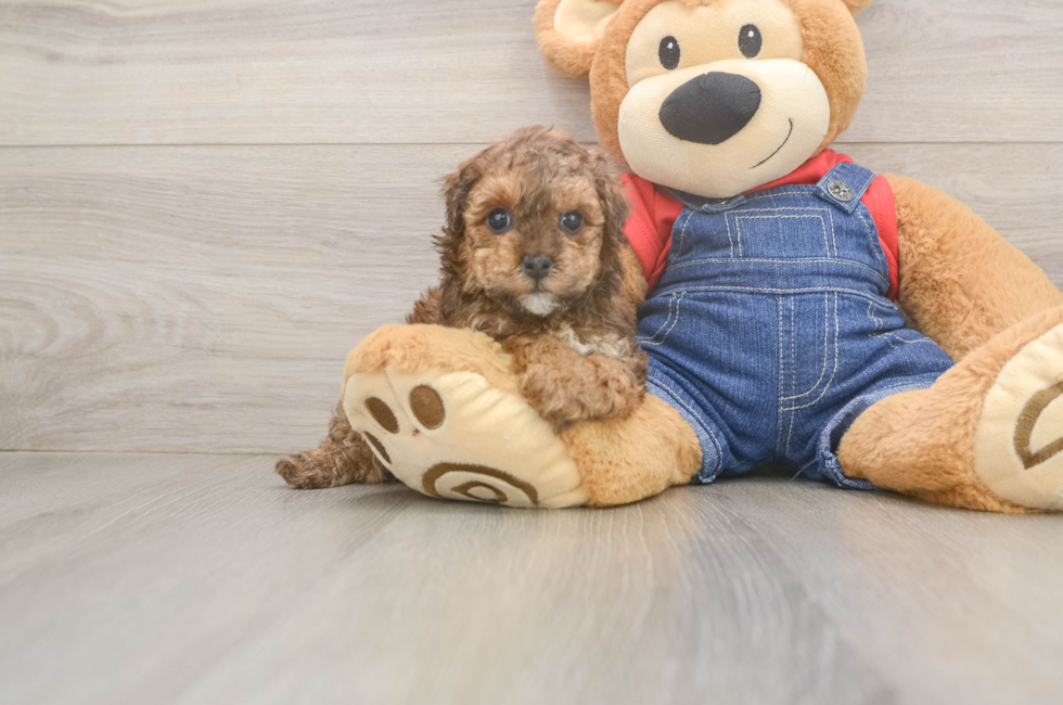 5 week old Poodle Puppy For Sale - Pilesgrove Pups