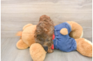Popular Poodle Baby