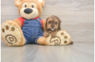 Poodle Pup Being Cute