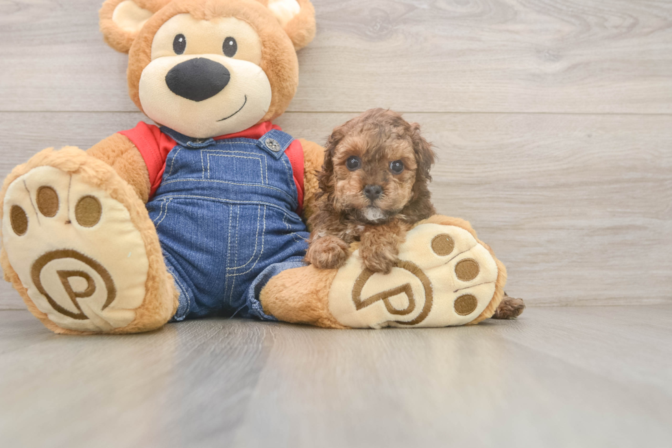 Poodle Pup Being Cute