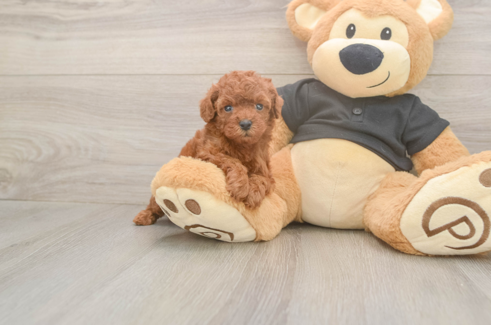 5 week old Poodle Puppy For Sale - Pilesgrove Pups