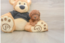 Popular Poodle Purebred Pup