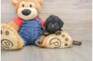 Hypoallergenic Poodle Baby