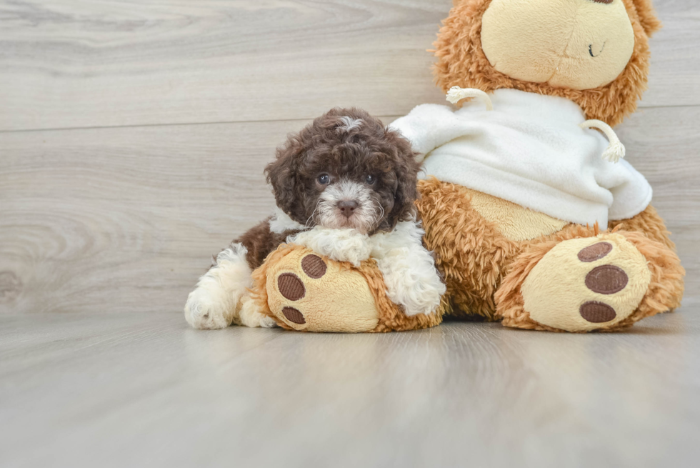 Cute Toy Poodle Purebred Puppy