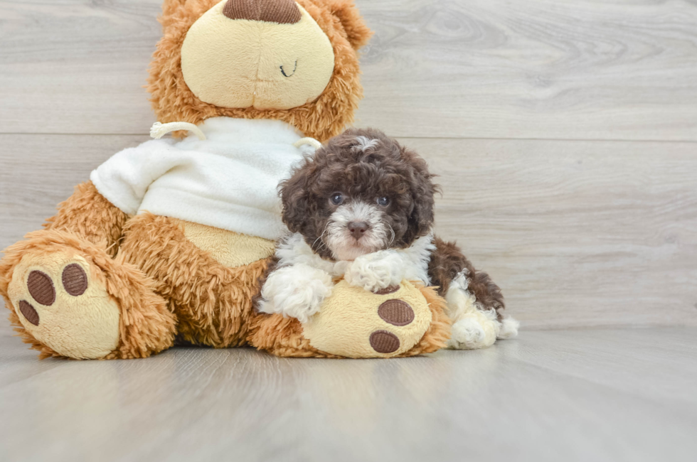 5 week old Poodle Puppy For Sale - Pilesgrove Pups