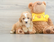 7 week old Poodle Puppy For Sale - Pilesgrove Pups