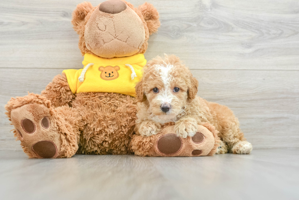 Poodle Pup Being Cute