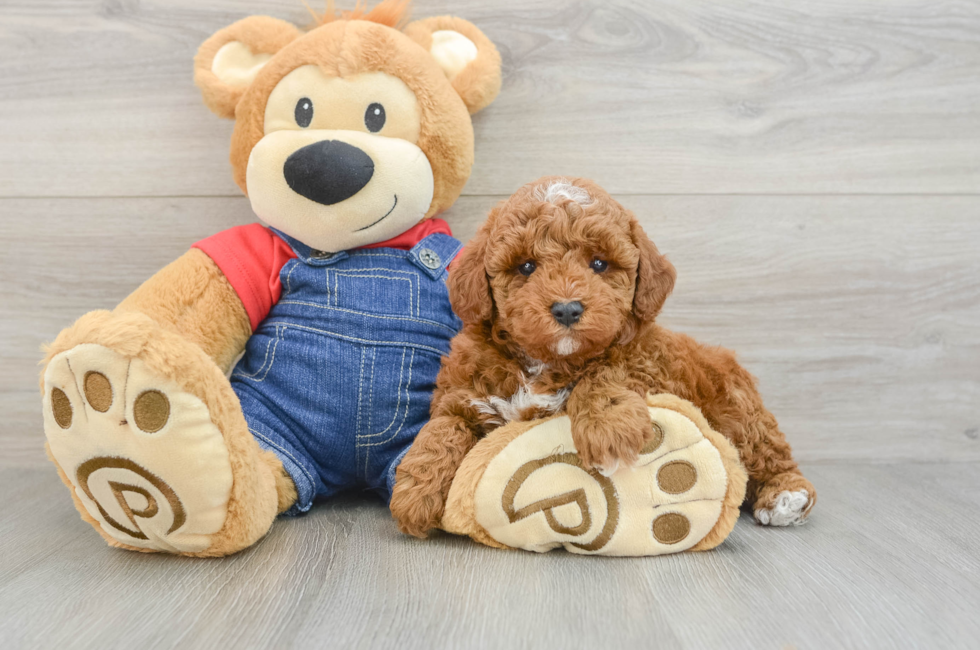 6 week old Poodle Puppy For Sale - Pilesgrove Pups