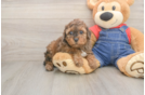 Poodle Pup Being Cute