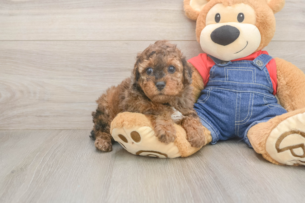 Poodle Pup Being Cute