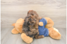 Hypoallergenic Poodle Baby