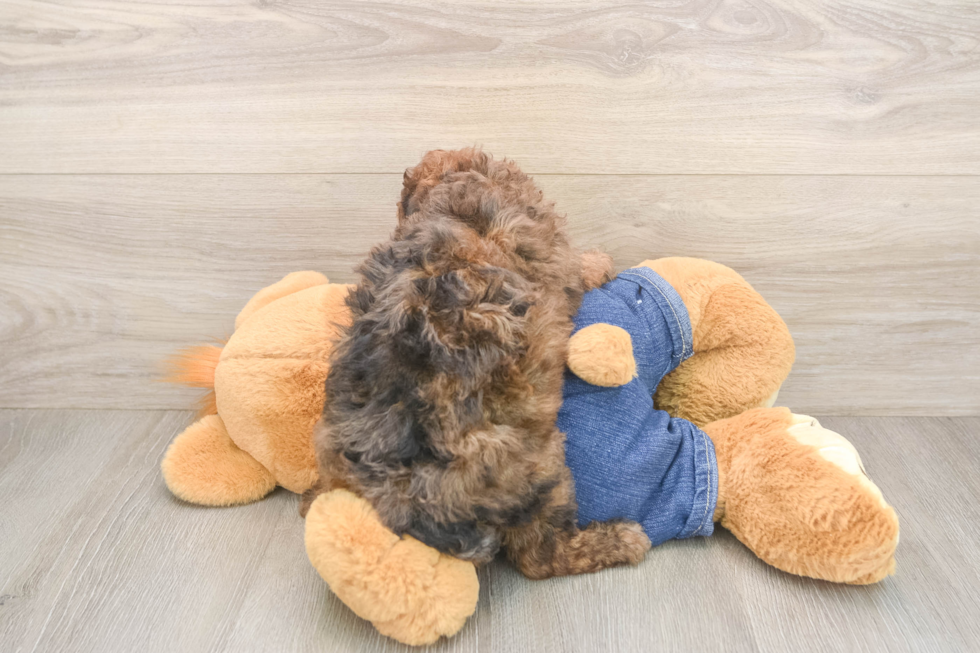 Hypoallergenic Poodle Baby