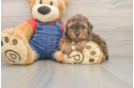 Poodle Pup Being Cute