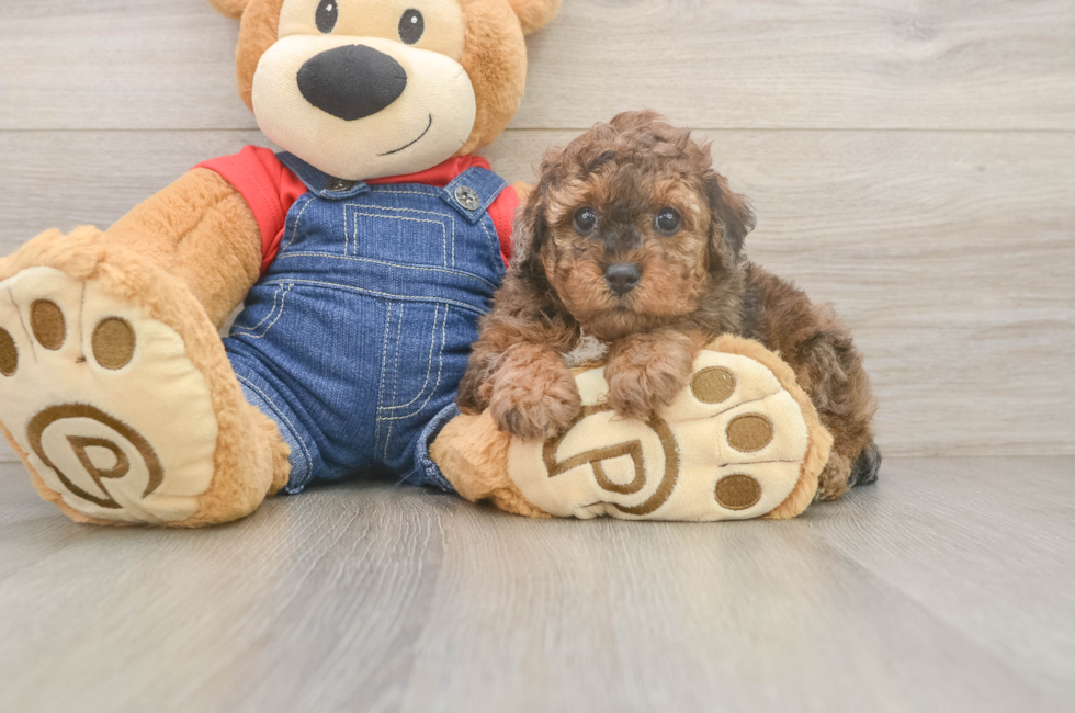 5 week old Poodle Puppy For Sale - Pilesgrove Pups
