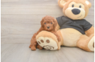 Poodle Puppy for Adoption