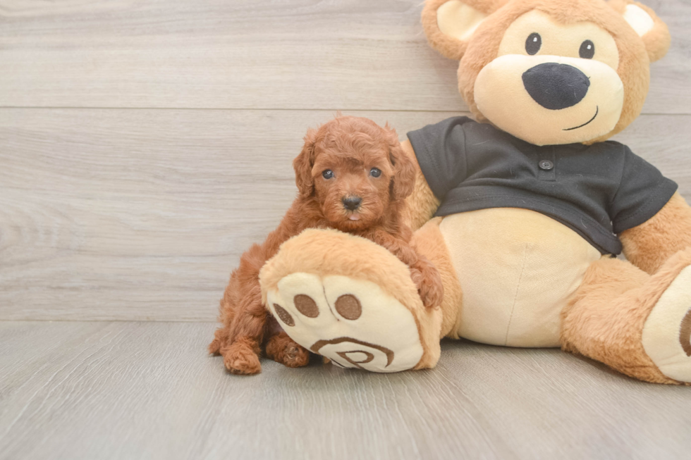 Poodle Puppy for Adoption