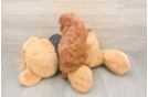 Poodle Puppy for Adoption