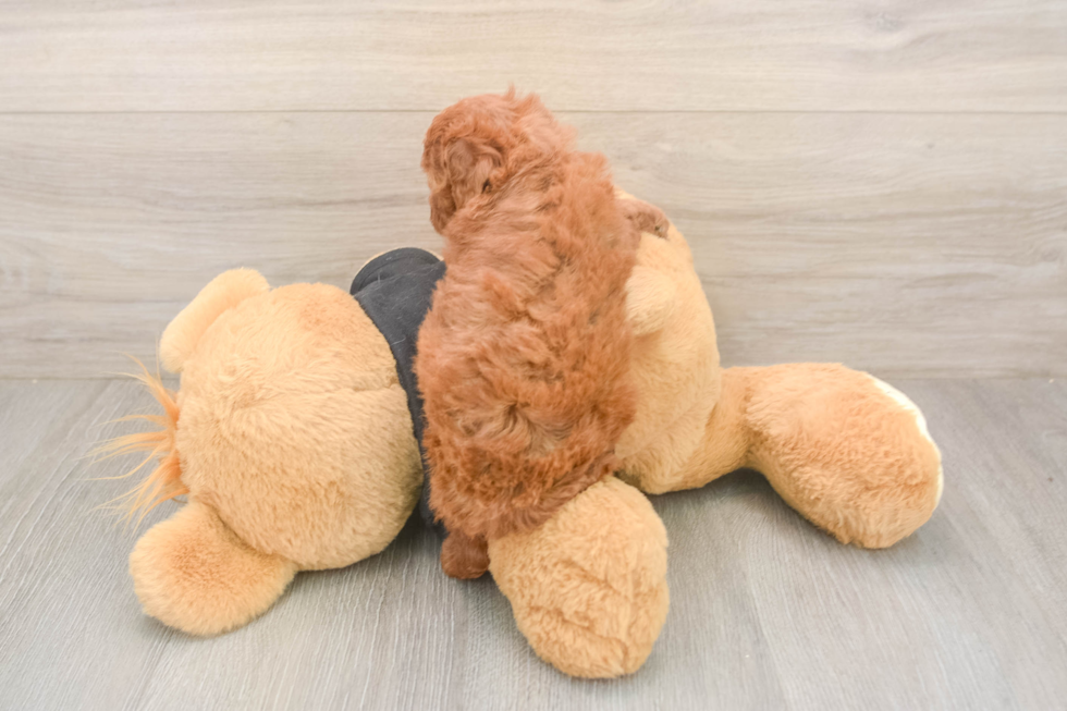 Poodle Puppy for Adoption