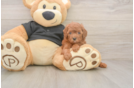 Playful Poodle Baby