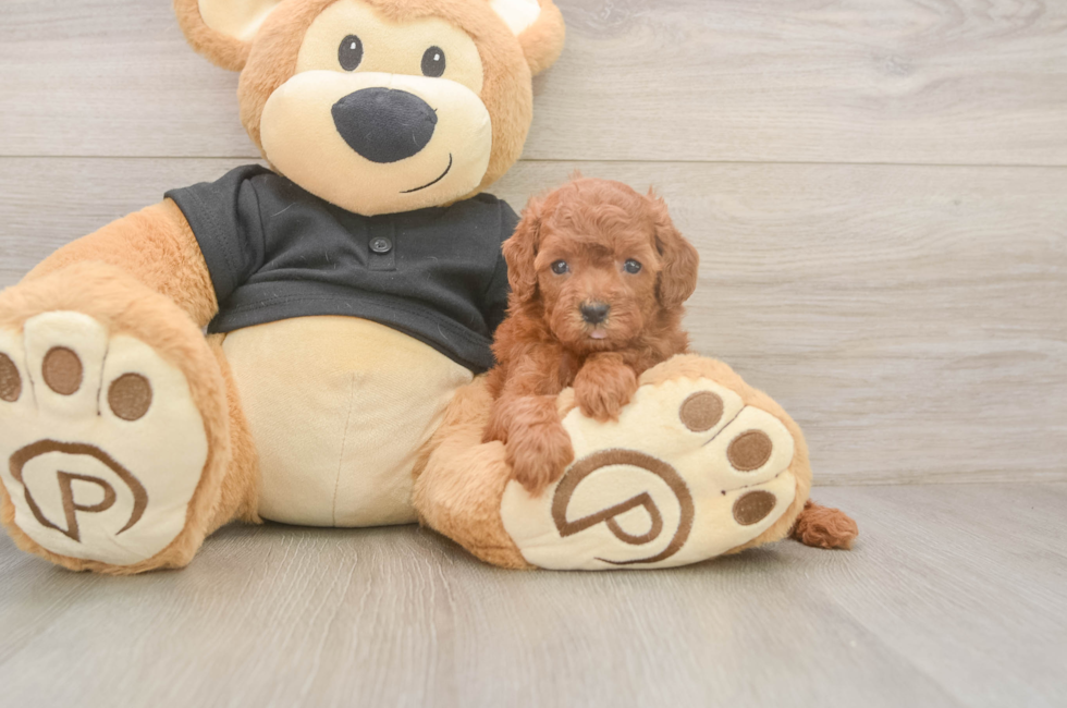 5 week old Poodle Puppy For Sale - Pilesgrove Pups