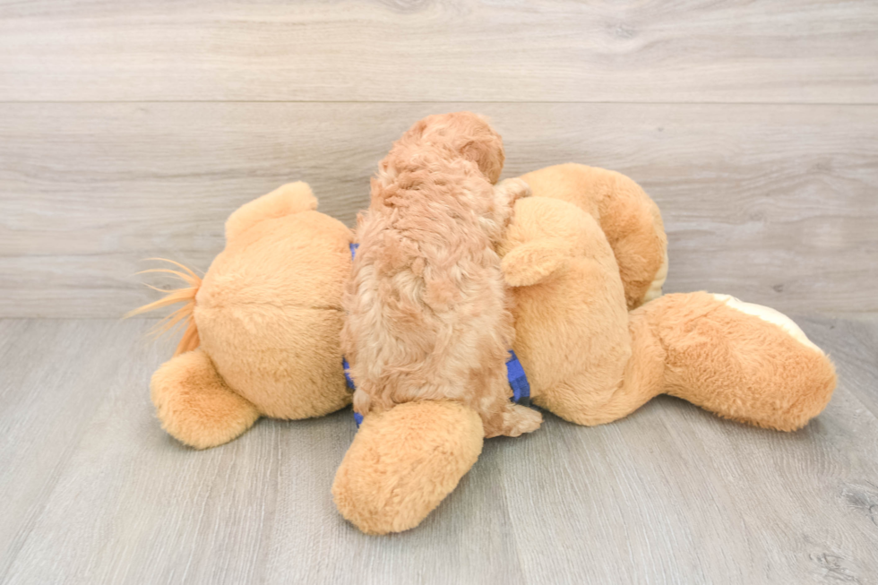 Poodle Pup Being Cute