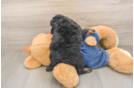Adorable Pooodle Purebred Puppy