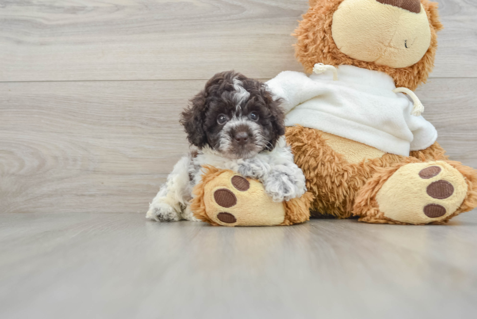 Hypoallergenic Poodle Baby