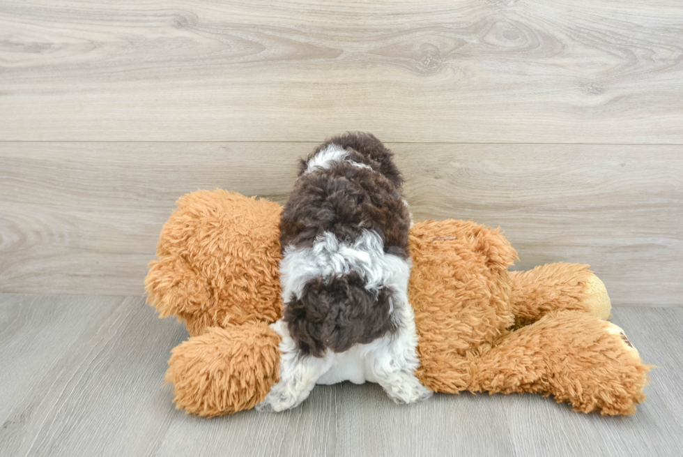 Playful Poodle Purebred Pup