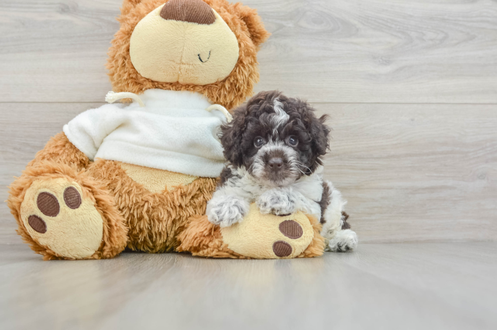 5 week old Poodle Puppy For Sale - Pilesgrove Pups